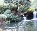 Woodland Waterfalls - Powys