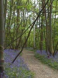delightful bluebell woods grace many parts of Britain from early to late May