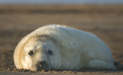 seal spotting