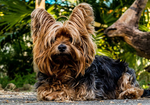 dogs welcome holiday homes loch lomond