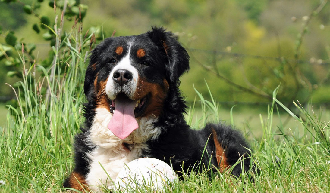 Pet-friendly holiday cottages in rural Ireland