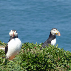 pembrokeshire coast