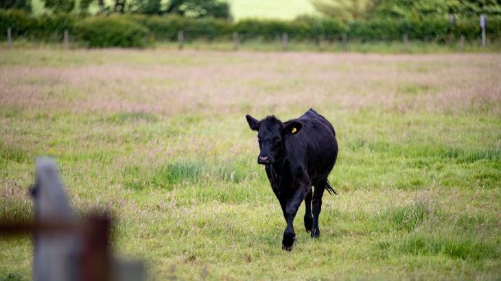 Rose Cottage - Photo 10