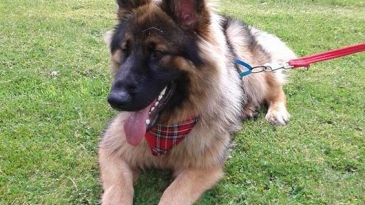 Cider House at Nutcombe Cottages - Photo 30