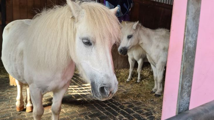 Emma's Dairy - With Indoor Pool, Sports Area & Under 5yrs play area included - Photo 20