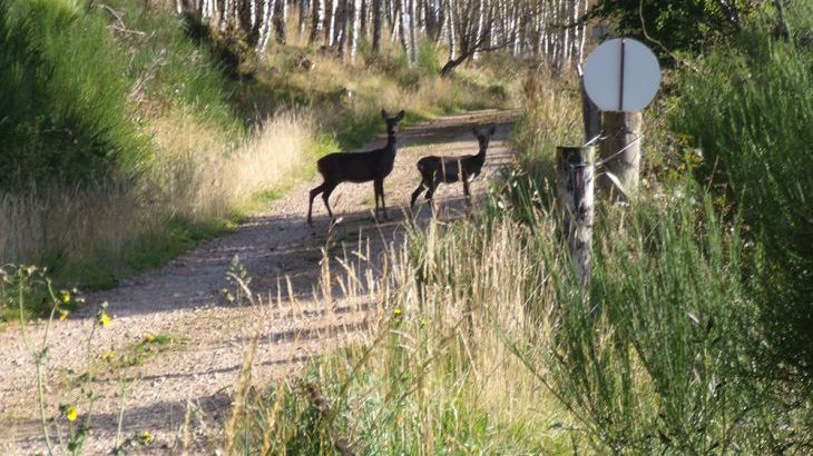 Weiroch Lodge - Photo 16