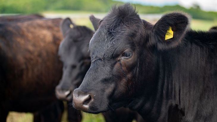 Tincleton Lodge - Photo 61