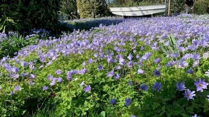 Petite Fleur - Photo 14