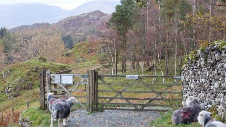 Yew Tree Cottage - Photo 10