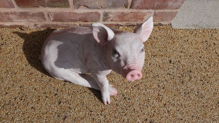 The Piggery - Photo 39