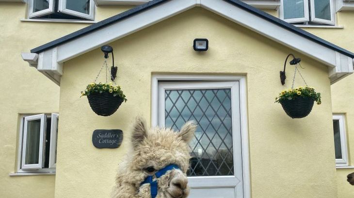 Saddlers Cottage, Berllandeg Farm - Main Photo