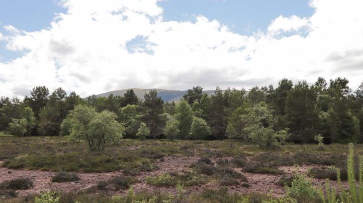 Moss of Bourach - Photo 32