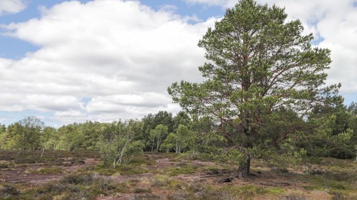 Moss of Bourach - Photo 33