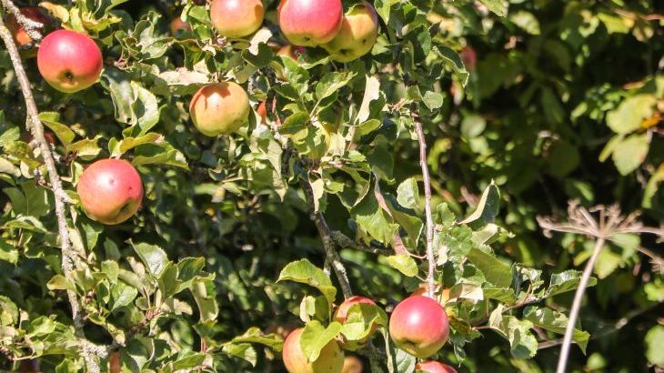 Orchard Cottage - Photo 3