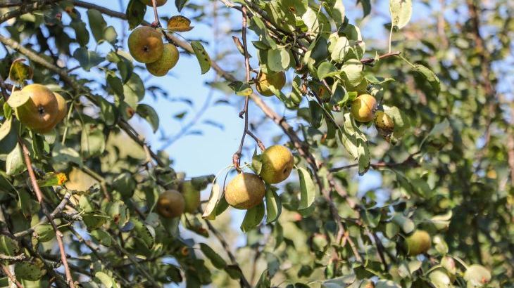 Orchard Cottage - Photo 30