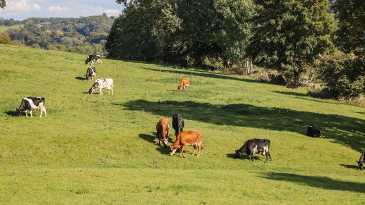 Orchard Cottage - Photo 32