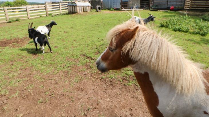 Cornfield - Photo 35
