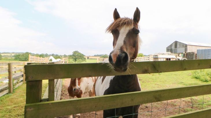 Cornfield - Photo 36