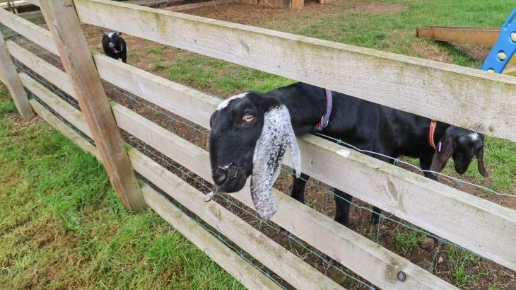 Cornfield - Photo 37