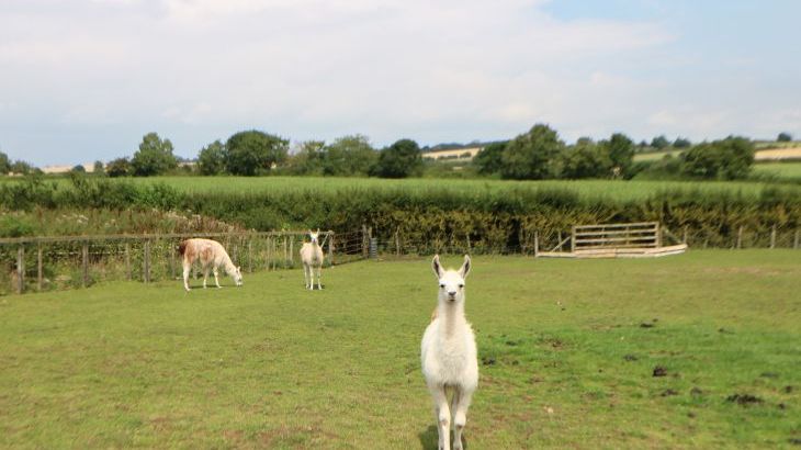 Cornfield - Photo 38