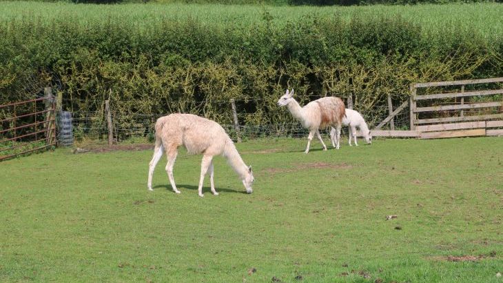 Cornfield - Photo 39