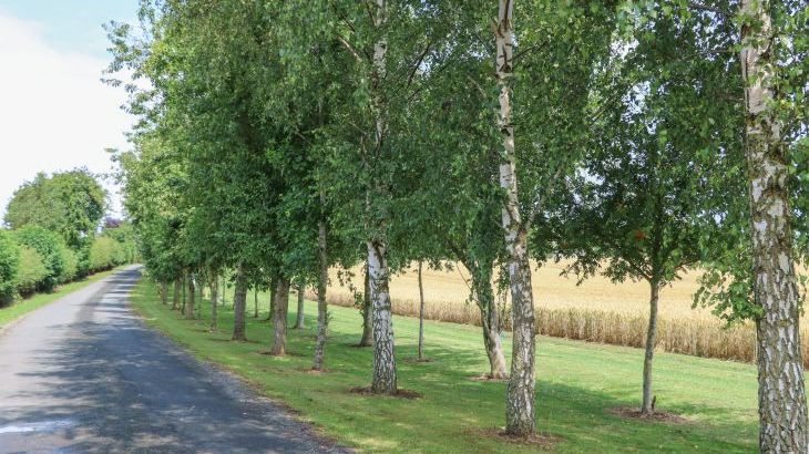 Cornfield - Photo 40