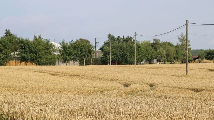 Cornfield - Photo 41