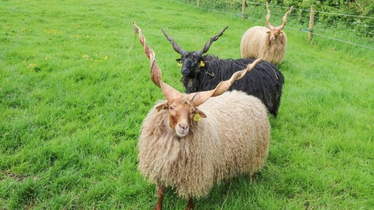 Otters Holt - Photo 34