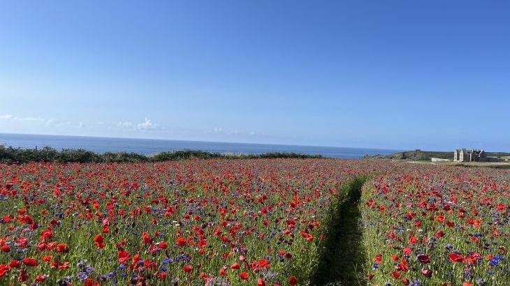 The Wink, Cape Cornwall - Photo 43