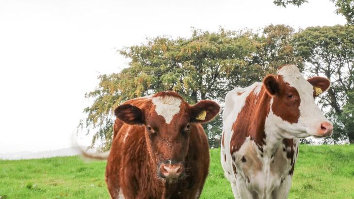 Small Lane Cottage - Photo 43
