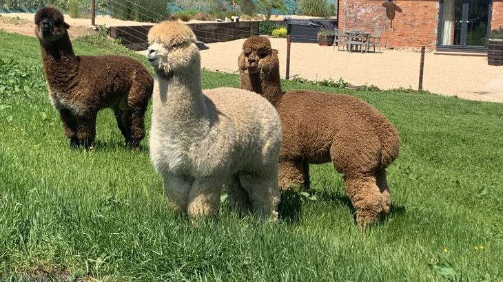 Swallows Nest - Photo 34