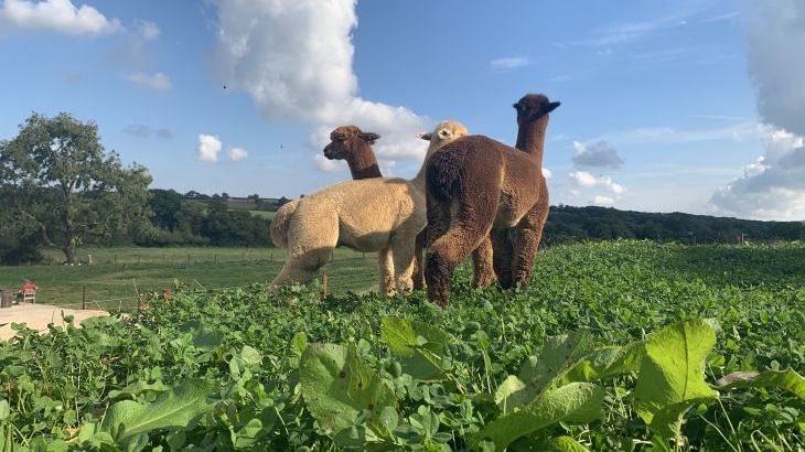 Swallows Nest - Photo 35