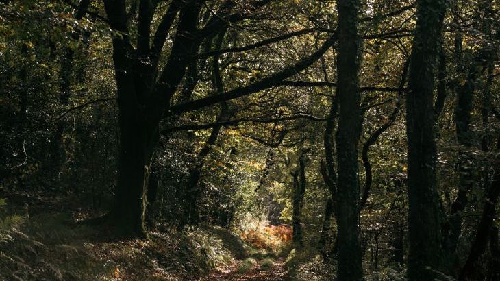 Treveddoe Farmhouse - Photo 57