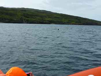 Basking shark Scotland