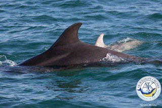 dolphin watching off the Cornish coast